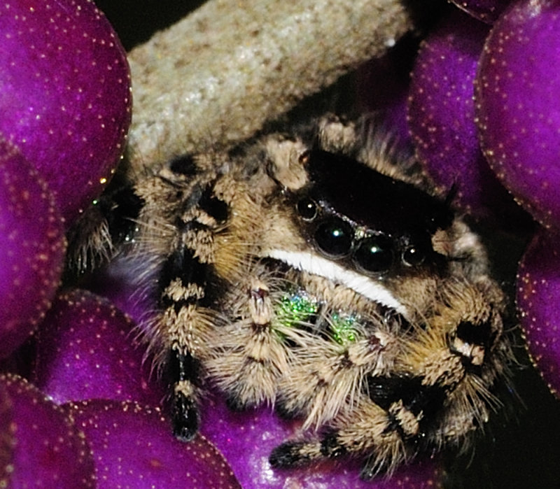 Canopy Jumping spider