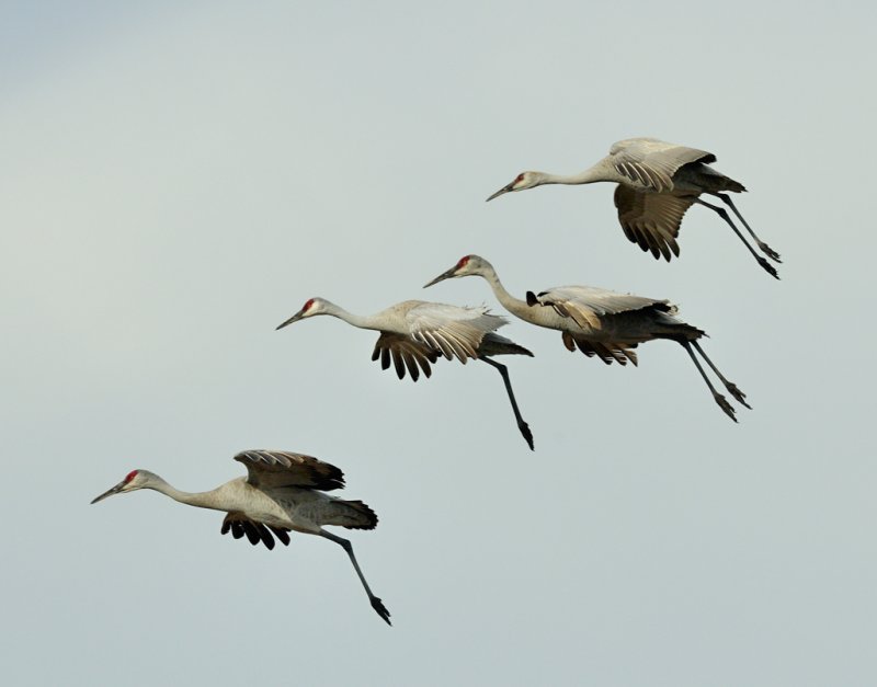 Sandhill Cranes-35.jpg
