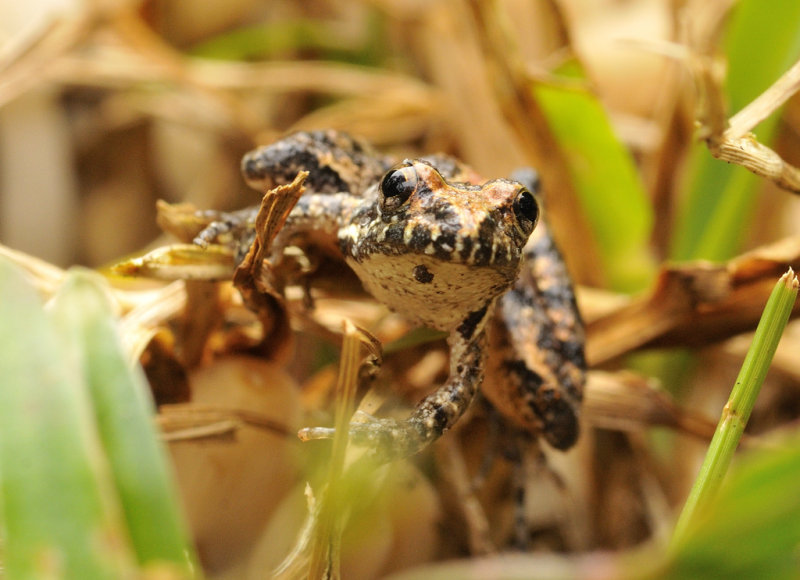 Cricket frog