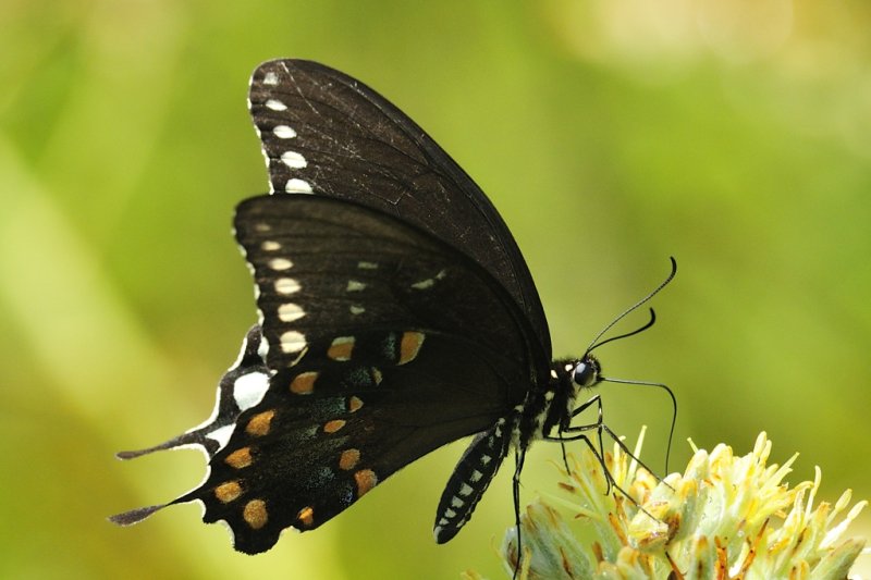 Spicebush swallowtail8857.jpg