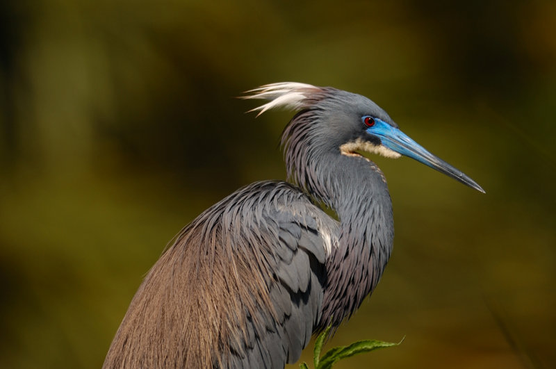 DSC_2014-p.jpg