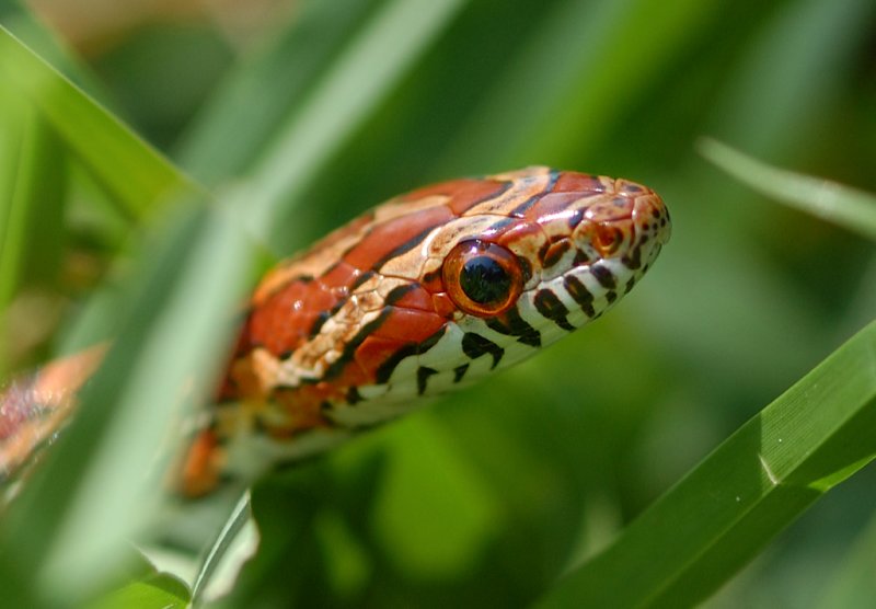Snake in the grass.jpg
