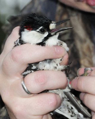 Red Cocaded Woodpecker