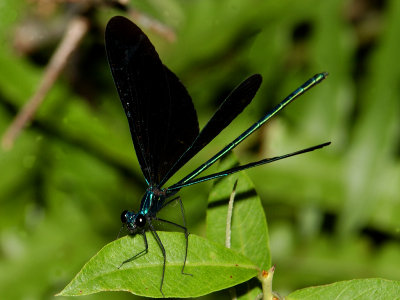 Ebony Jewelwing.jpg