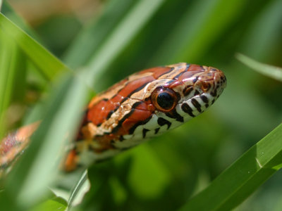 Corn snake