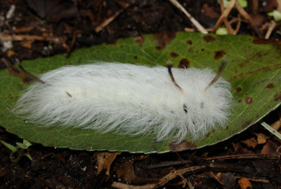 American Dagger moth caterpillar32.jpg