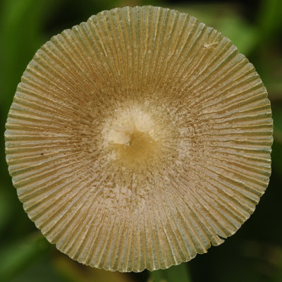 Mushroom with tiny bug