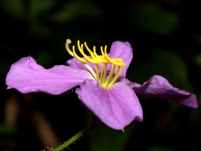 Meadow Beauty.jpg