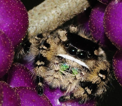 Canopy Jumping spider