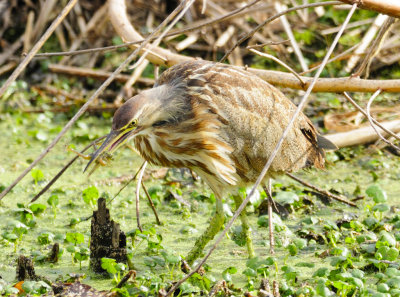 Bittern and frog-3.jpg