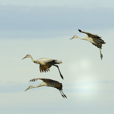 Sandhill Cranes-37.jpg