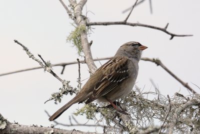 White crowned sparrow1.jpg