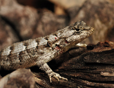 Fence lizard