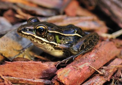 Leopard frog