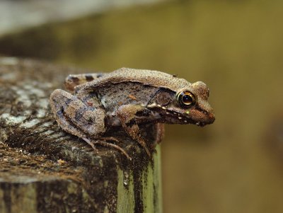 Bronze Frog 