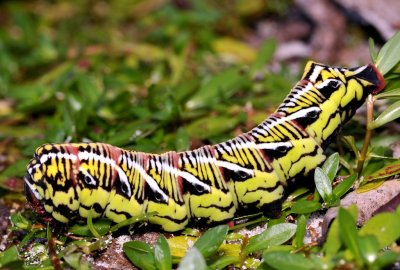 Banded Sphinx Moth