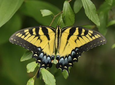 E Tiger Swallowtail.jpg