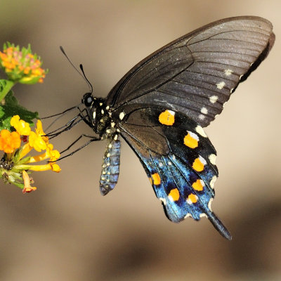 Pipevine swallowtail8175.jpg