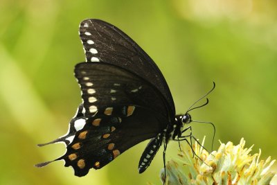 Spicebush swallowtail8857.jpg