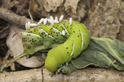 Tobacco hornworm7015.jpg