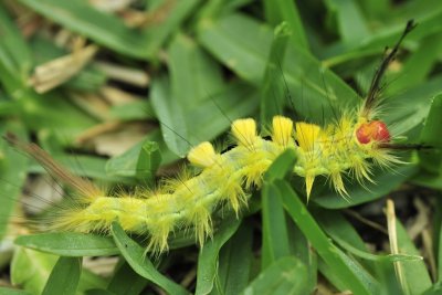 White marked tussock moth.jpg
