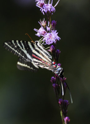 ZebraSwallowtail_13sm.jpg
