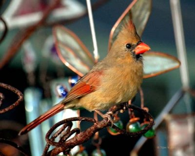 Cardinal Female 9-23-08