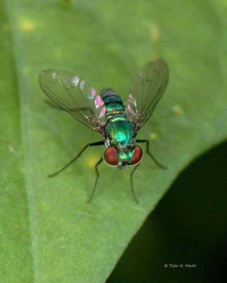 Condylostylid long-legged Fly 9-7-2008