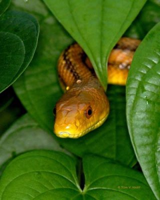 Yellow Rat Snake 9-10-08