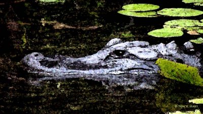 Alligator Watercolor