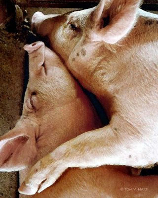 Pig Love Watercolor