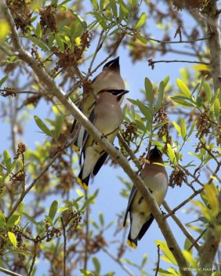 Waxwing II