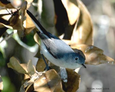 Gnatcatcher