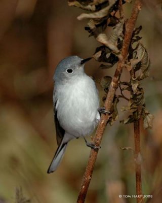 Blue-Gray Gnatcatcher 1-7-2008