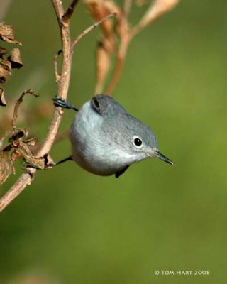 Blue-Gray Gnatcatcher I 1-7-2008