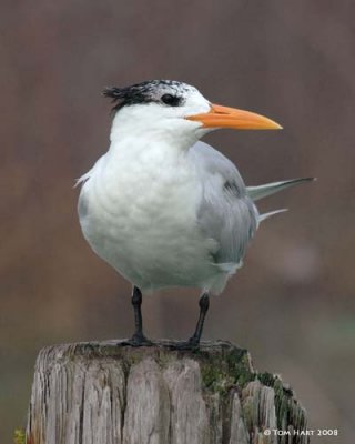 Royal Tern