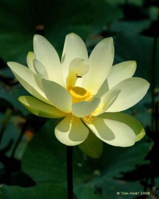 Waterlily with Wasp 1-2008