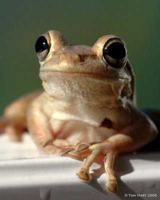 Rain Frog Port II 6-2-08