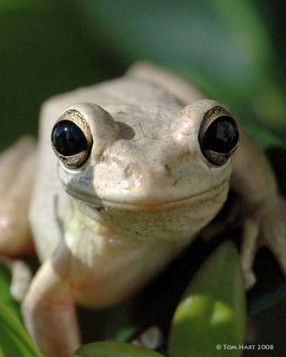Rain Frog Port III 6-2-08