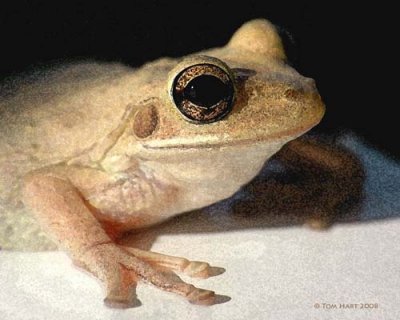 Rain Frog Watercolor 6-3-2008