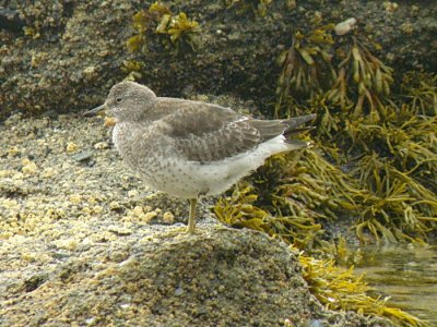 Shorebirds & Waders