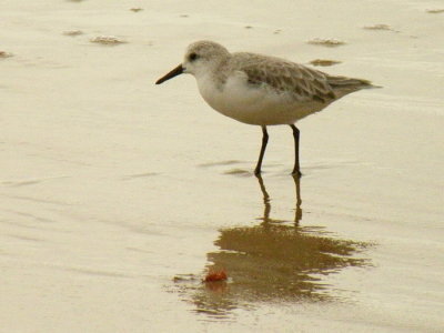Sanderling