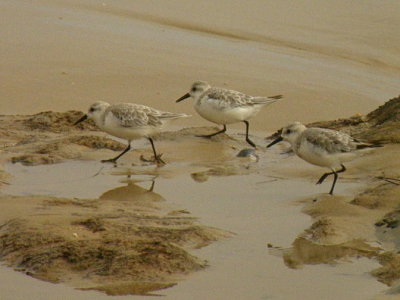 Sanderlings
