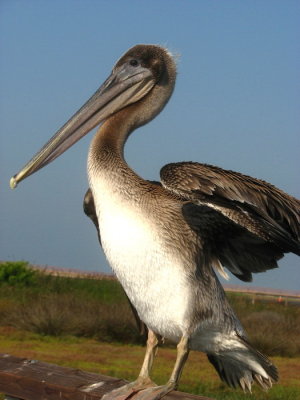 Young Brown Pelican