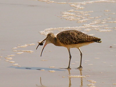 Whimbrel with crab