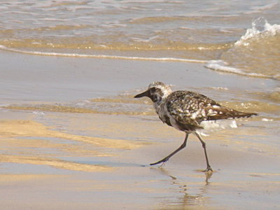 Turnstones