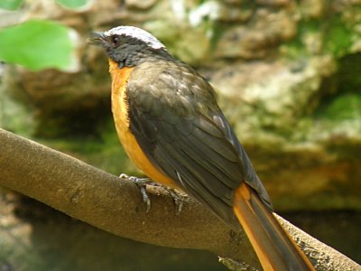 White-capped Robin Chat