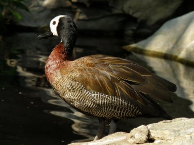 White-faced Whistling Duck