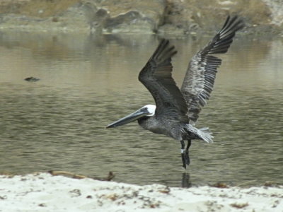 Brown Pelican taking flight N0556