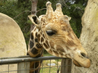 Male Giraffe N0976